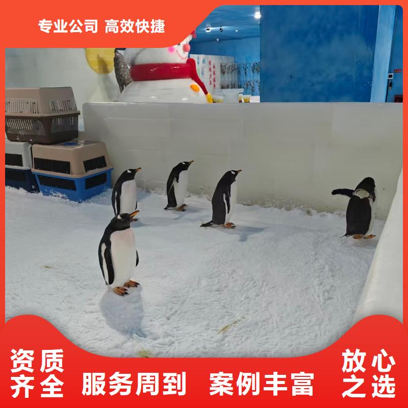 優(yōu)選帝企鵝