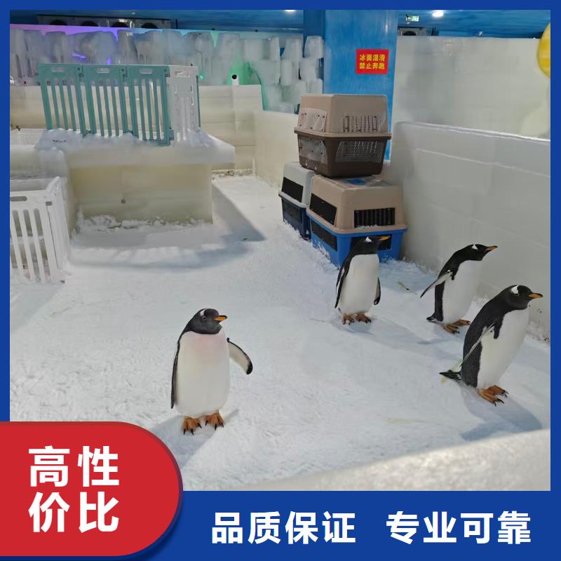 企鵝出租_多年生產(chǎn)經(jīng)驗