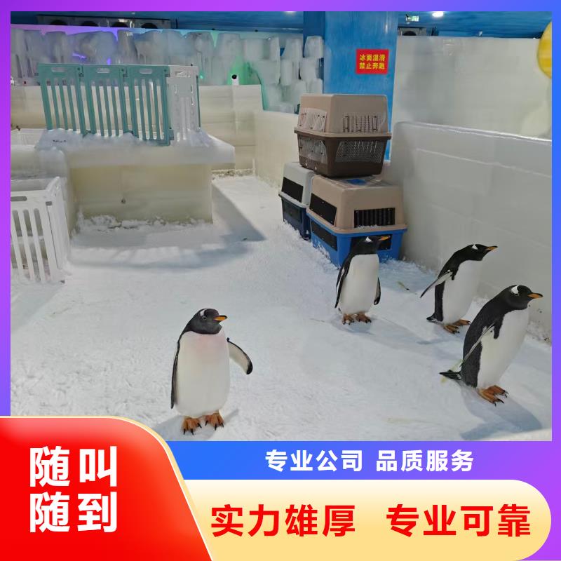 帝企鵝 全網(wǎng)低價