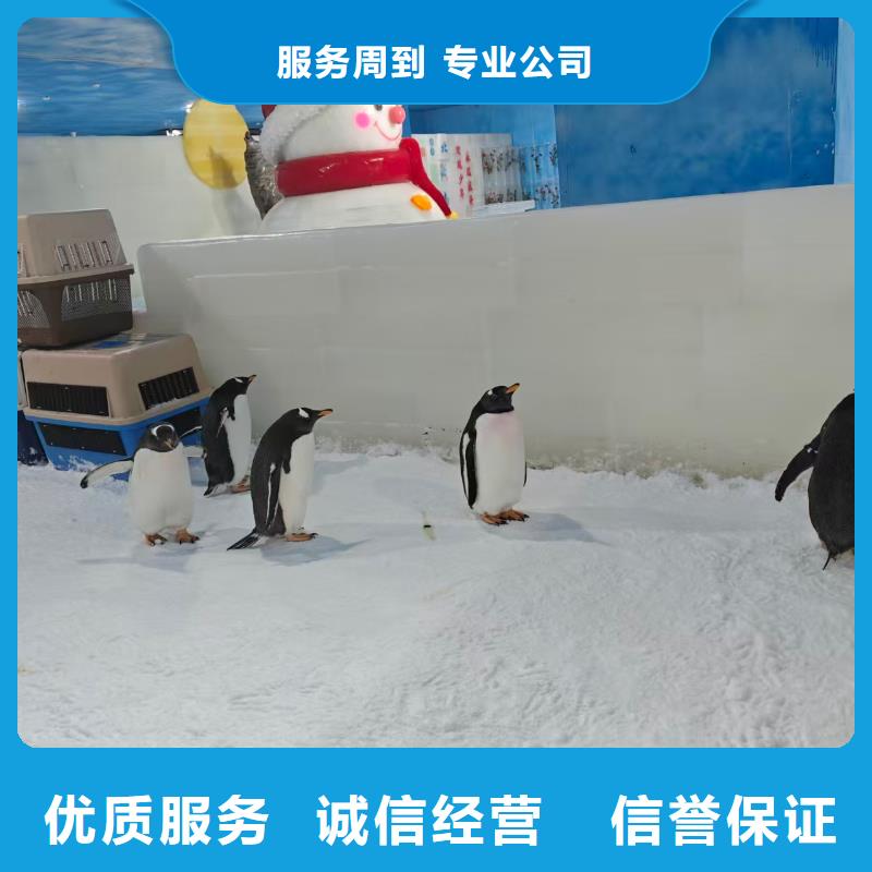 巴布亞企鵝咨詢