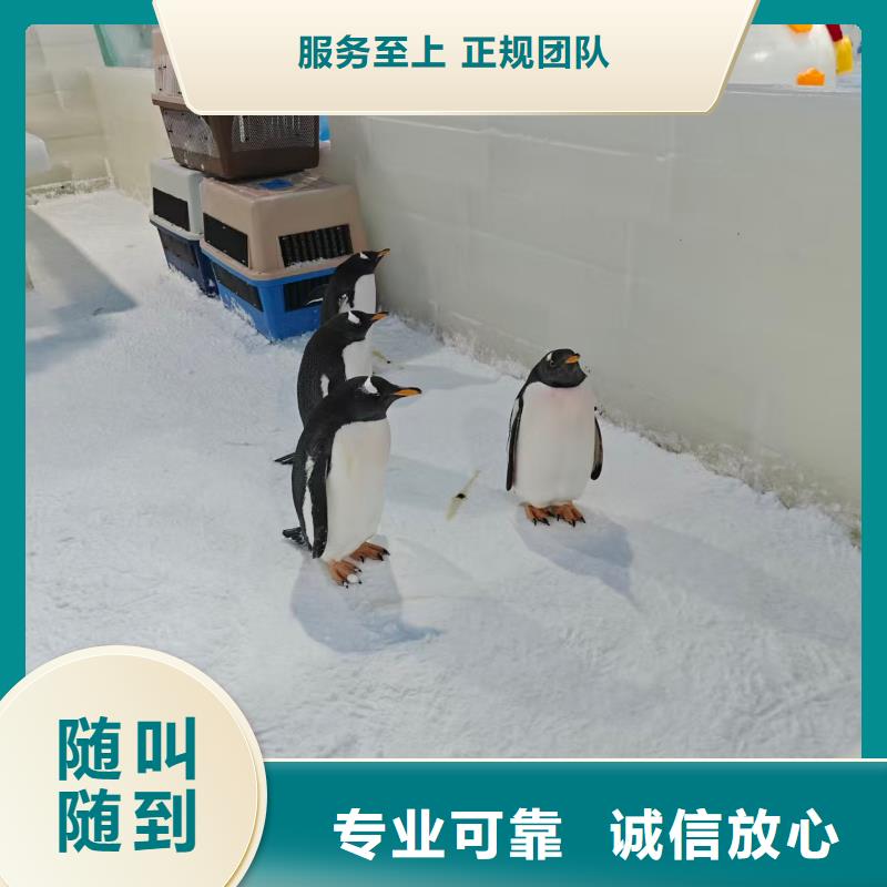 供應(yīng)企鵝展覽廠家