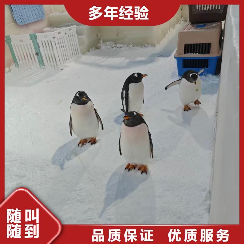 帝企鵝 全網(wǎng)低價