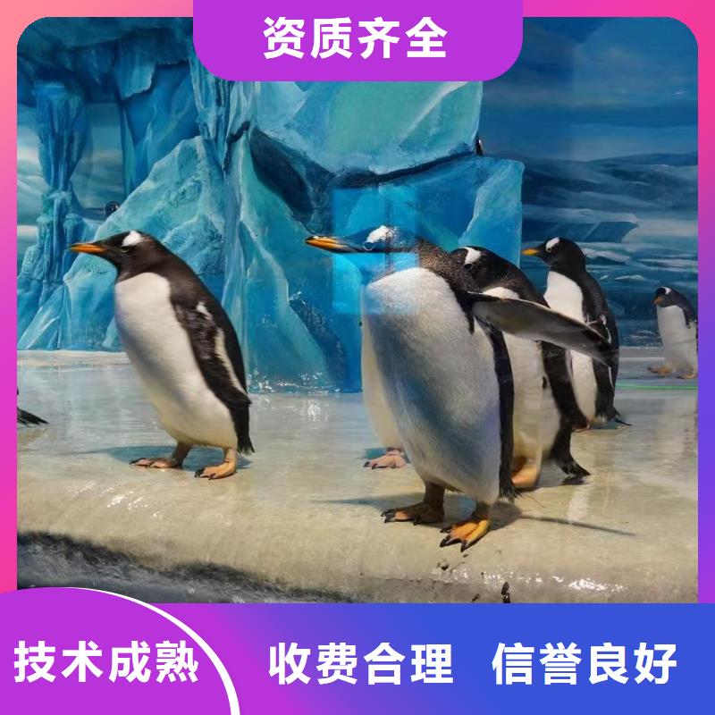 企鵝出租生產(chǎn)流程