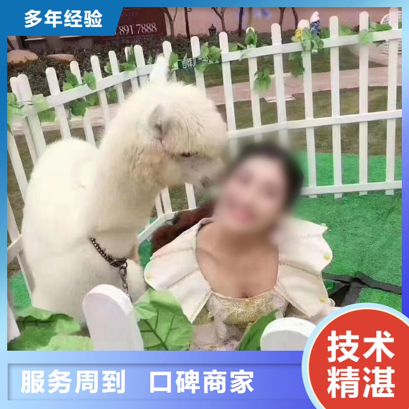 马戏团/羊驼,小香猪宠物出租技术可靠