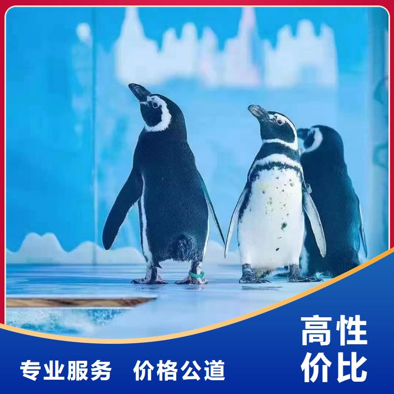 海狮表演租赁