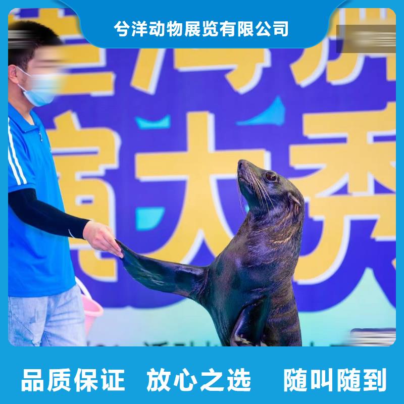 海狮表演租赁活动图片