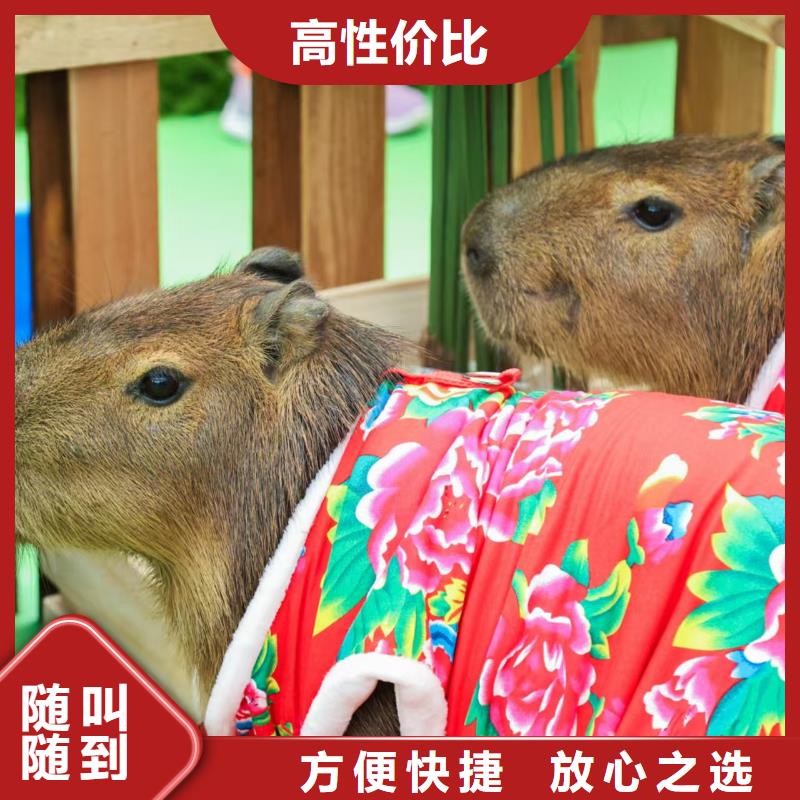 水豚出租值得信賴-廠家