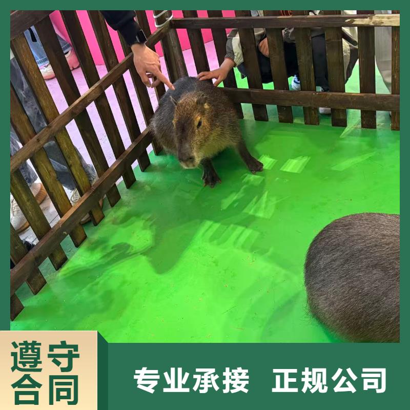 #卡皮巴拉#-可定制