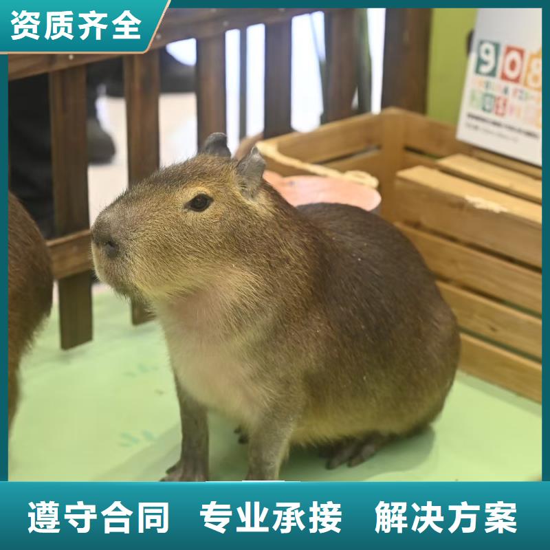 全年齡段適配市場(chǎng)批發(fā)價(jià)