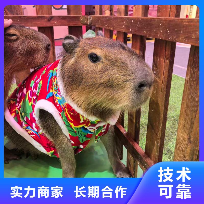 景區(qū)活動廠家現(xiàn)貨銷售