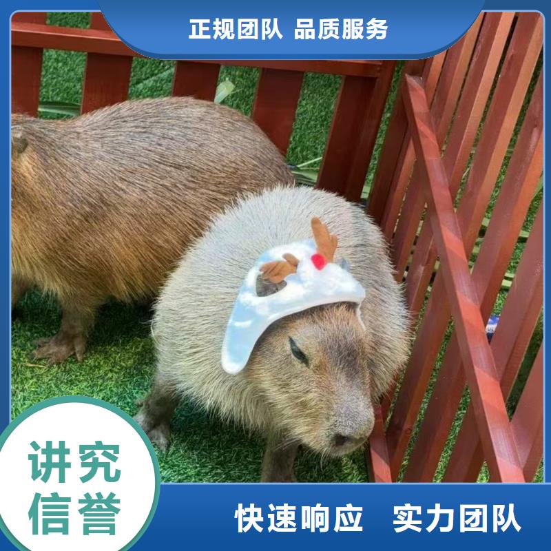 卡皮巴拉租賃一站式服務