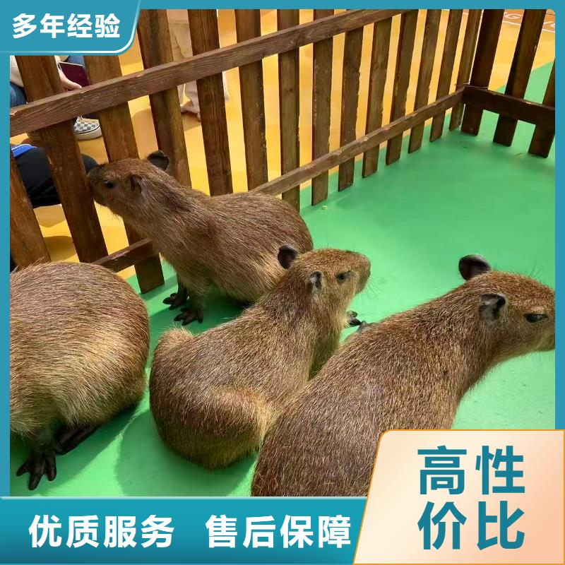 供應(yīng)批發(fā)策劃活動-品牌