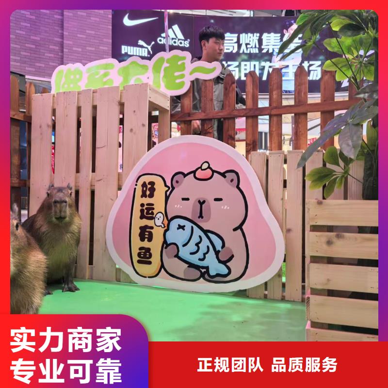 卡皮巴拉租賃一站式服務