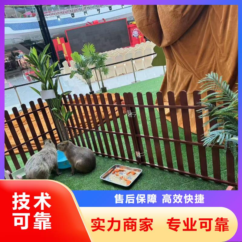 卡皮巴拉租賃一站式服務