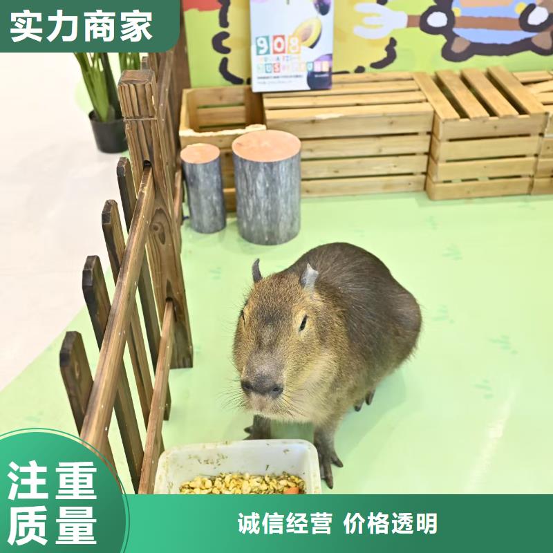 #卡皮巴拉#-可定制