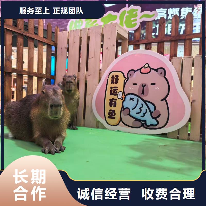 常年供應(yīng)卡皮巴拉租賃-優(yōu)質(zhì)