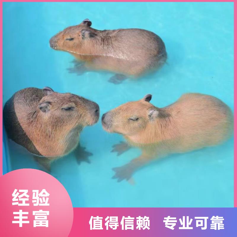 飼養(yǎng)員全國包郵