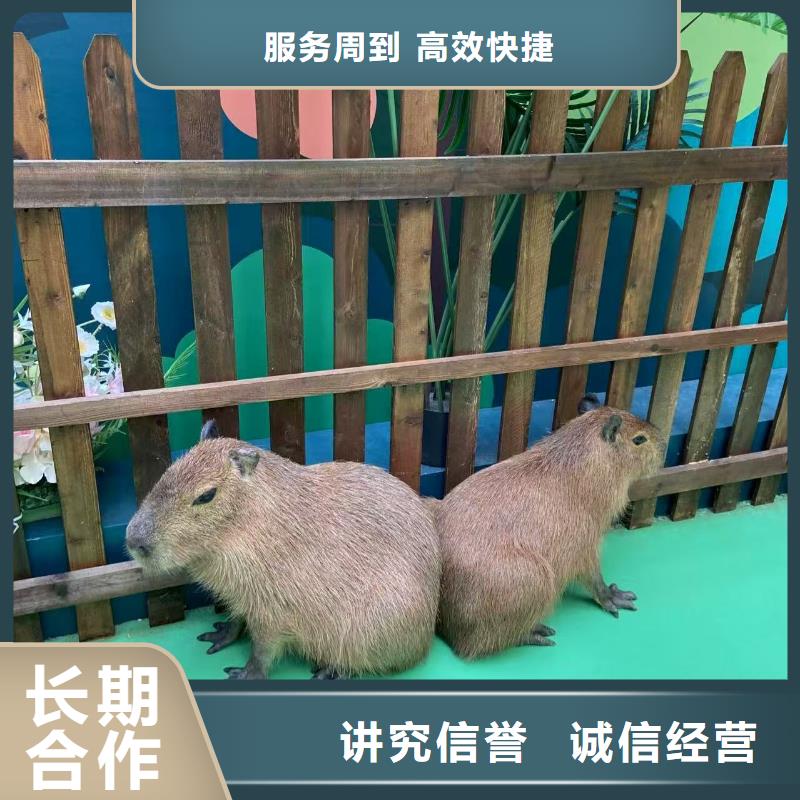 萌寵動(dòng)物出租不滿意可退貨