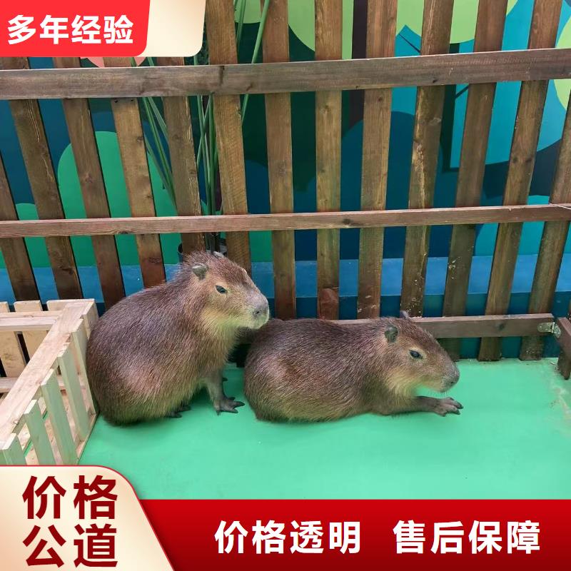 出租十周年促銷