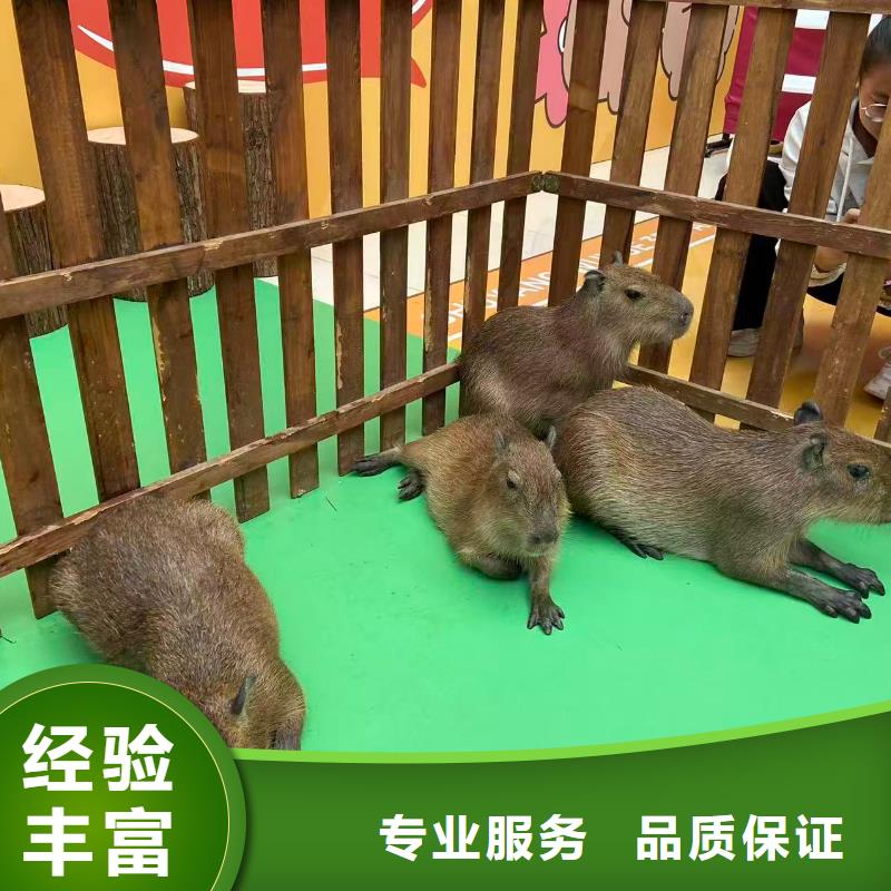 出租優(yōu)勢正規(guī)實(shí)體廠家