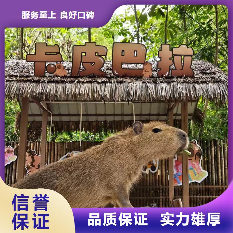 水豚出租值得信賴-廠家