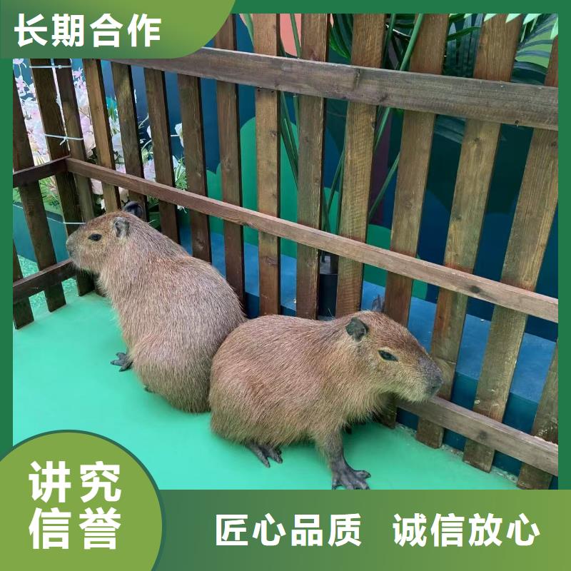 水豚出租值得信賴-廠家