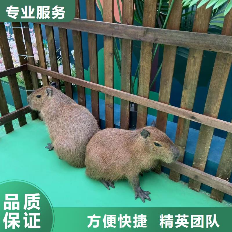 卡皮巴拉租賃一站式服務(wù)