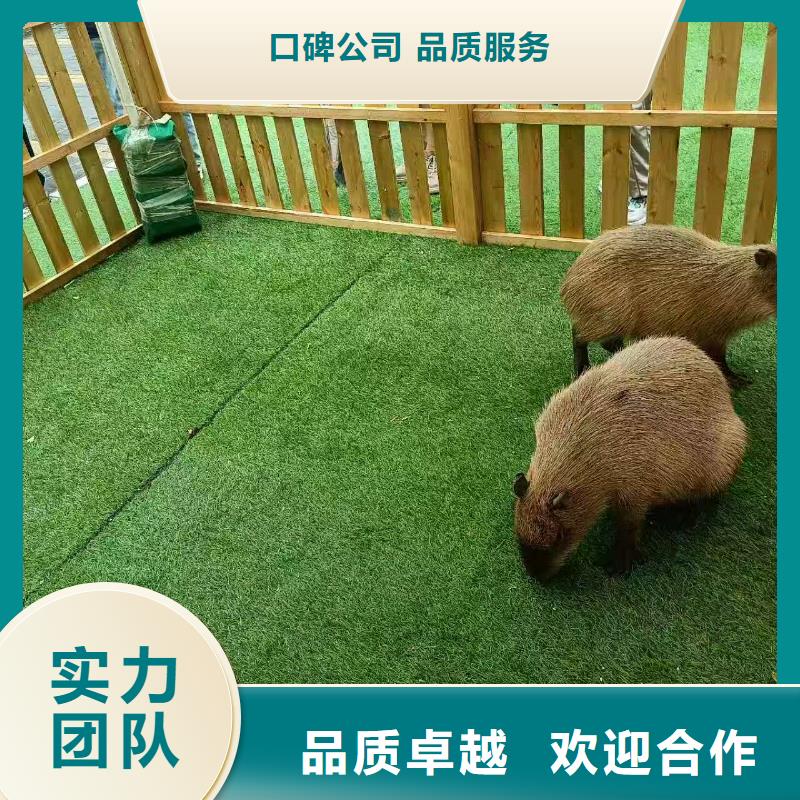 #卡皮巴拉#-可定制