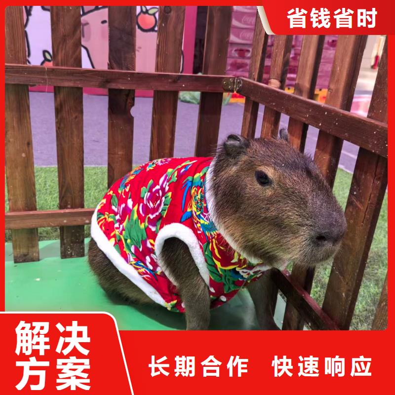 批發(fā)策劃的公司