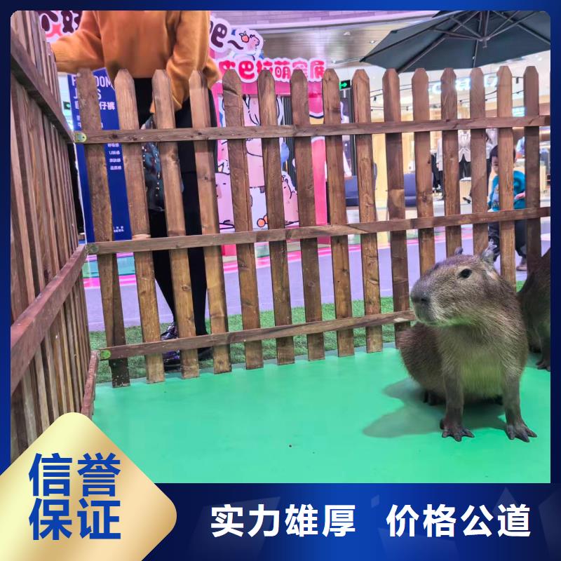 #卡皮巴拉#-可定制