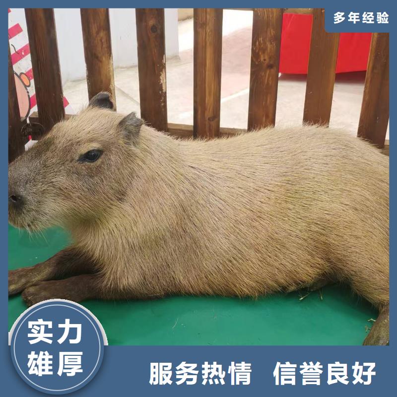 景區(qū)活動廠家現(xiàn)貨銷售