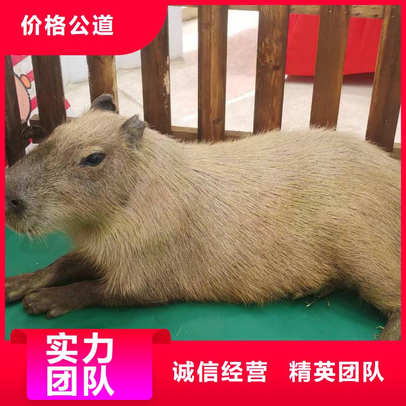 供應(yīng)批發(fā)策劃活動-品牌