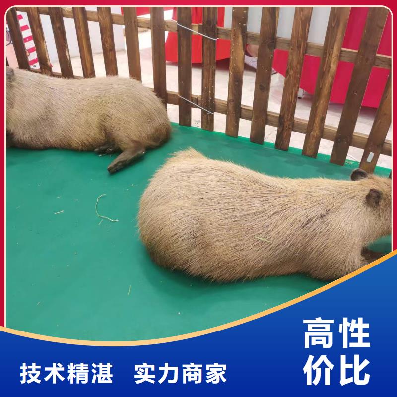 常年供應(yīng)卡皮巴拉租賃-優(yōu)質(zhì)