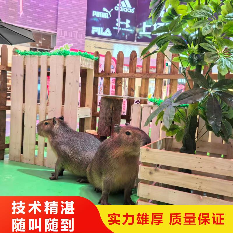 卡皮巴拉租賃一站式服務(wù)