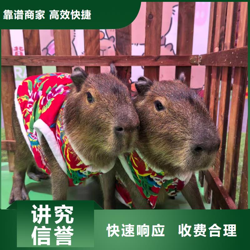 批發(fā)策劃的公司