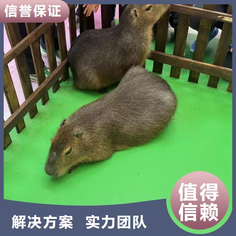 全年齡段適配市場價