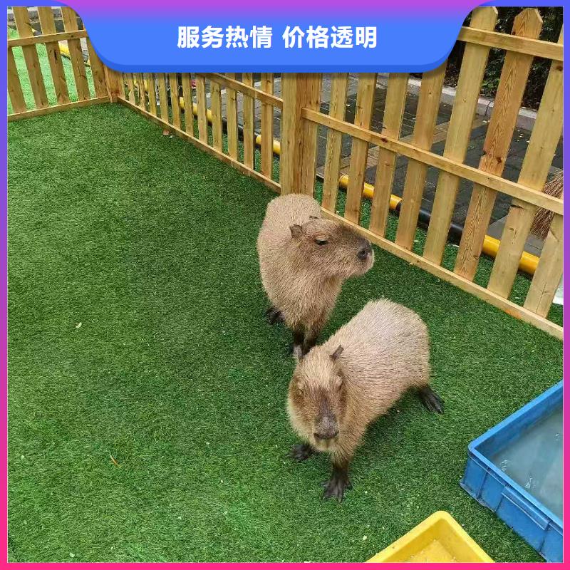 景區(qū)活動制造廠