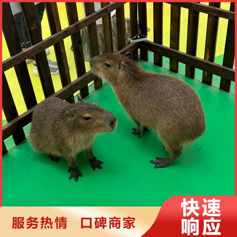 供應(yīng)全年齡段適配_誠信企業(yè)