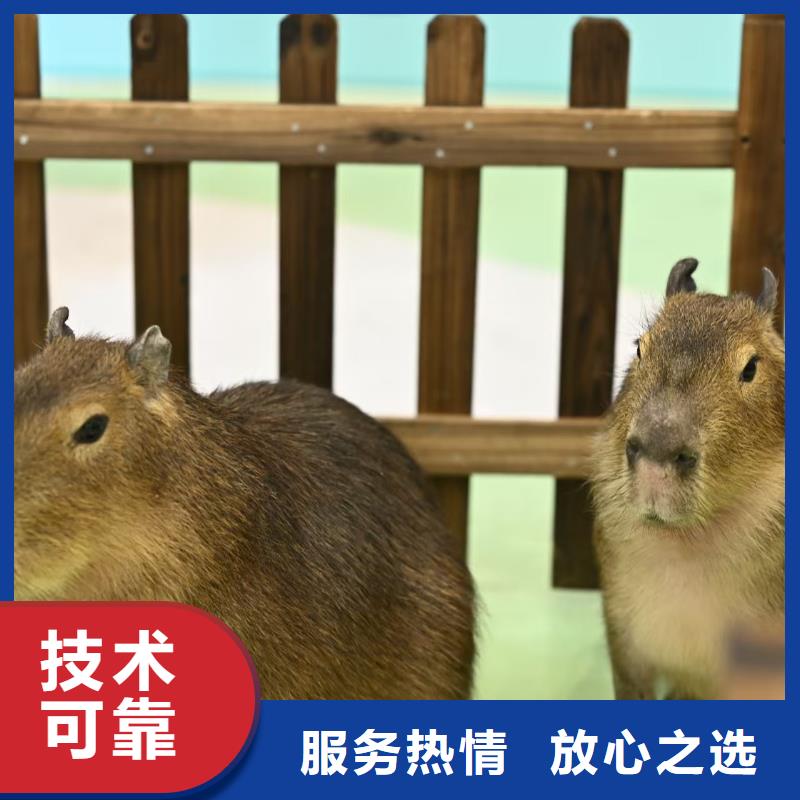 飼養(yǎng)員全國包郵