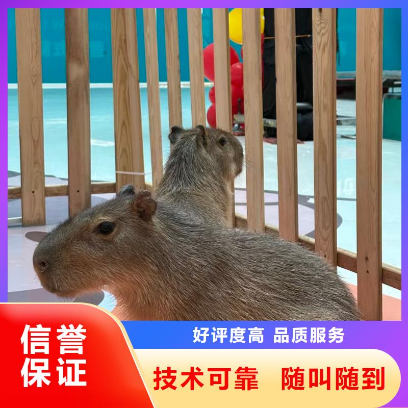 出租優(yōu)勢市場價格