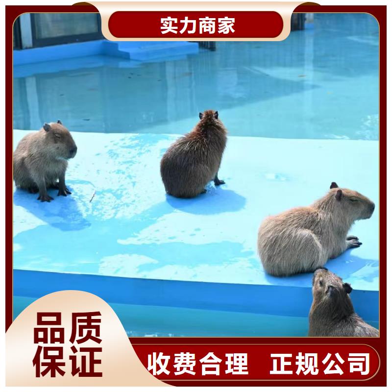 全年齡段適配市場價