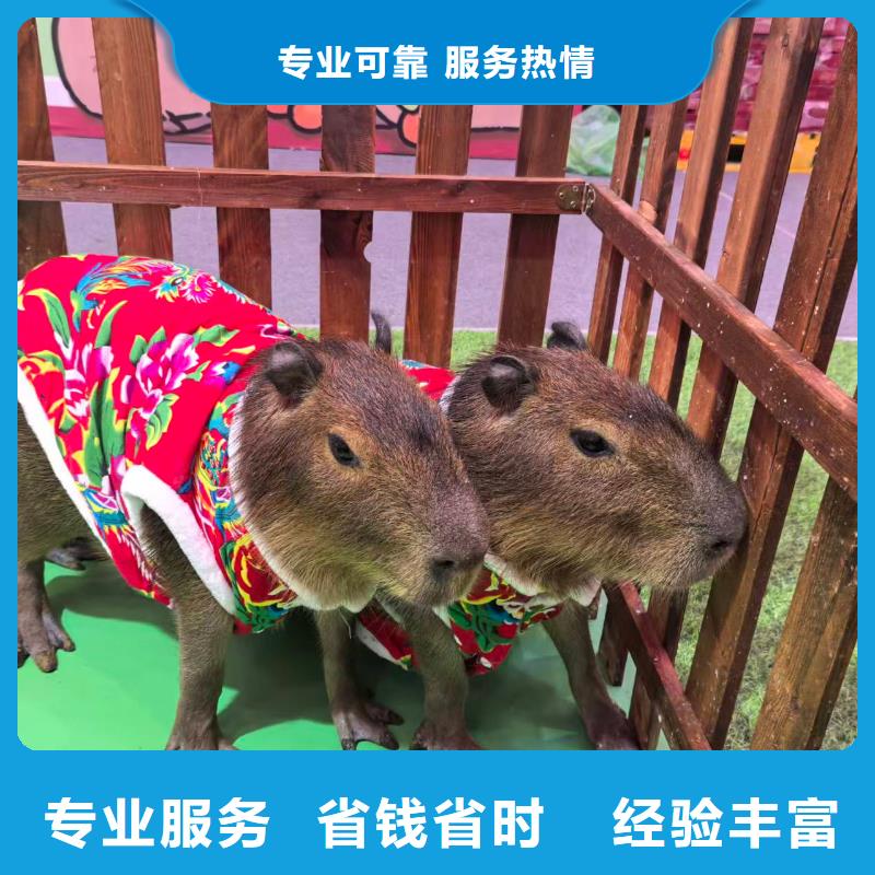 供應(yīng)批發(fā)策劃活動-品牌