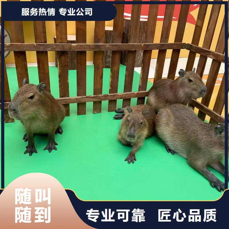 出租優(yōu)勢市場價格