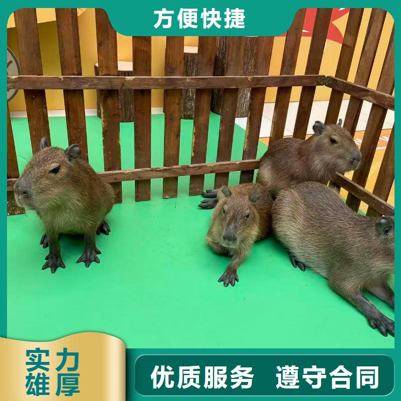 水豚出租值得信賴-廠家