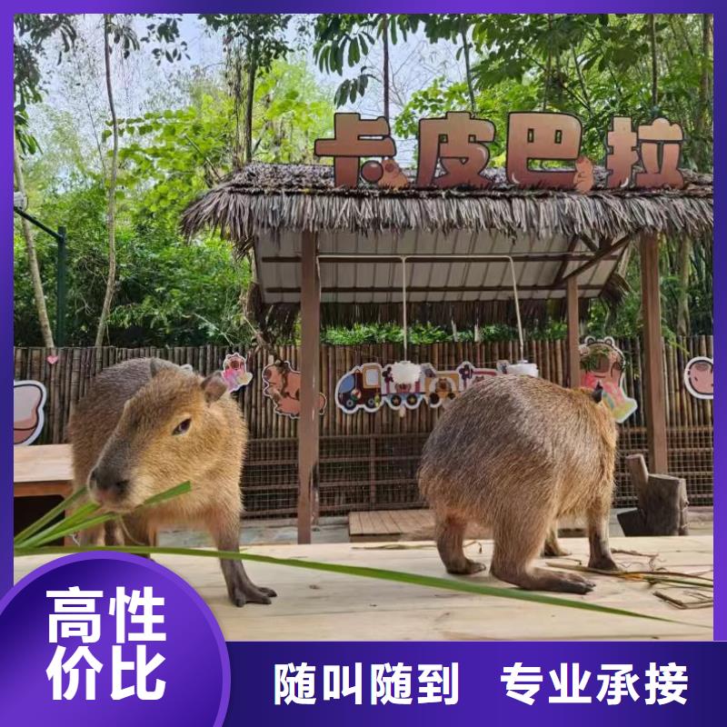 萌寵動(dòng)物出租不滿意可退貨