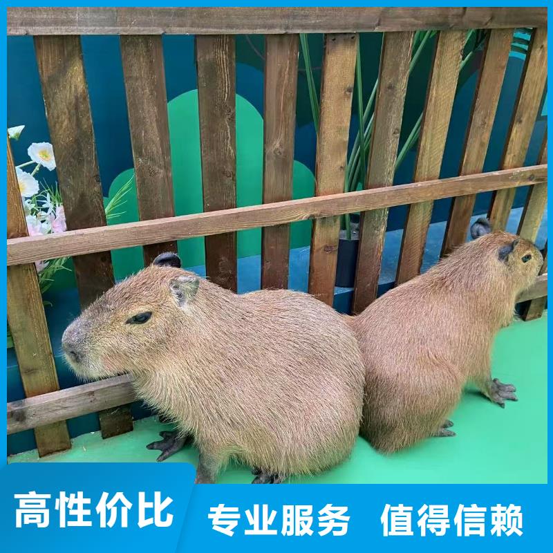 常年供應(yīng)卡皮巴拉租賃-優(yōu)質(zhì)