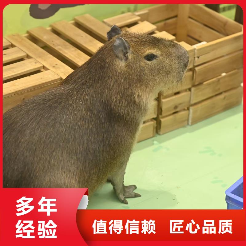 萌寵動(dòng)物出租不滿意可退貨