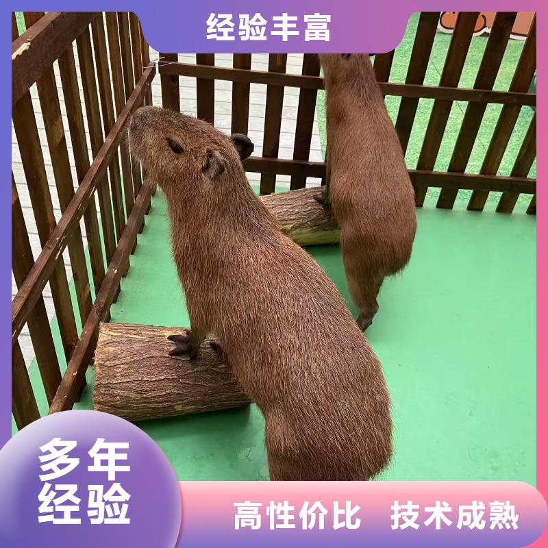 出租優(yōu)勢市場價格