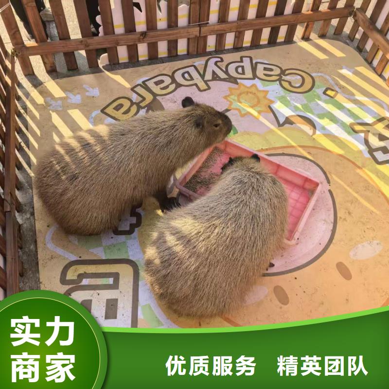 卡皮巴拉租賃一站式服務(wù)