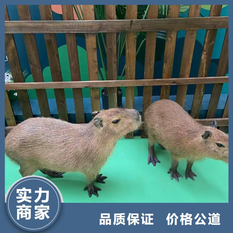 出租優(yōu)勢市場價格